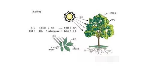 光合作用|8.1：光合作用概述